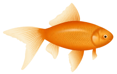 Flif - Example Goldfish Clipart Free Png