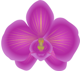 Orchid Clipart High Re Png Orchids