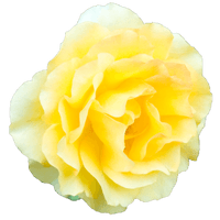 Yellow Rose Transparent Background - Free PNG