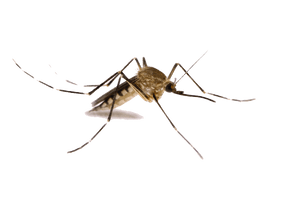 Mosquito Png Images