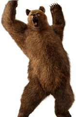 Scary Bear - Transparent Bear Png