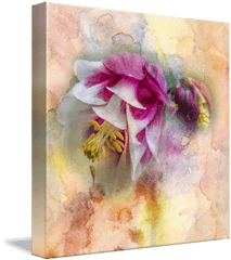 Columbine Watercolor Texture Square - Moth Orchid Png
