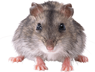 Cute Small Mouse Transparent Png - Stickpng Transparent Background Mouse Rat Png
