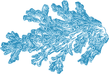 Download Free Png 15 Coral For - Coral Png