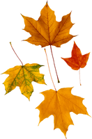 Autumn Png Leaf