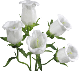 38 Bellflower Png Images Are Free To Download - Bell Flowers Transparent