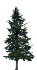 Pine Tree Big - Transparent Background Pine Tree Png