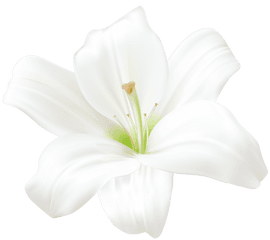 Easter Lily Png Images - White Lily Flower Png