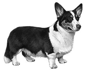 Cardigan Welsh Corgi Dog - Pembroke Welsh Corgi Png