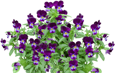 Pansy Spring Flower - Free Photo On Pixabay Planta Com Flor Violeta Png