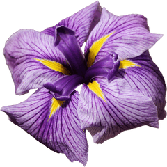 Iris Sponsor - Animated Iris Flowers Png