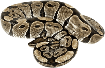 Snake Png Image Images - Boa Png