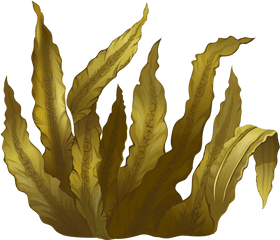 Kelp Seaweed Algae Deep - Transparent Seaweed Png