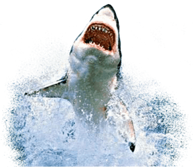 Download Hd Sharks Shark Fishies Fish - Great White Shark Png Hd