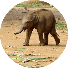 Baby Elephant Png - Indian Elephant Baby