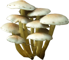 Download Mushroom Png - Transparent Mushroom Png