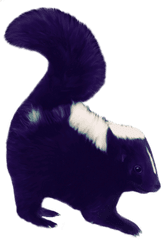 Skunk Baby1c - Striped Skunk Png