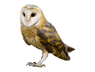 Barn Owl No Background Image - Barn Owl Transparent Png