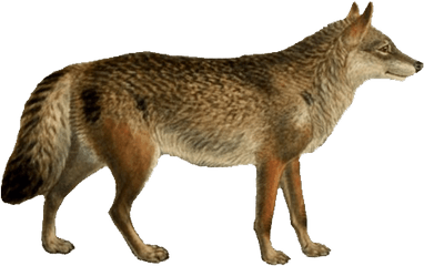 Dogs Jackals Wolves And Foxes - Simple Phylogenetic Tree Dogs Png