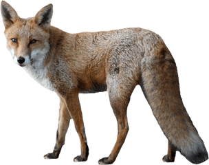 Jackal Png Background - Fox Png