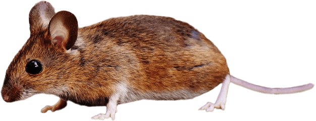 Mouse Transparent Background - Raton Animal Png