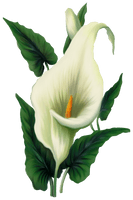 Lily Calla HD Image Free - Free PNG