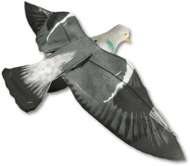 Download Rock Dove Png Image With No Background - Pngkeycom Rock Dove