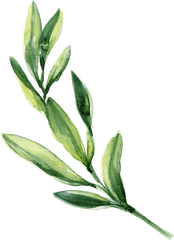 Transparent Green Watercolor Leaves - Green Leaf Watercolor Png