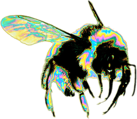 Download Transparent Tumblr Bee - Bee Png