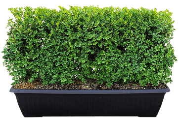 Green Mountain Boxwood Instanthedge - Flowerpot Png