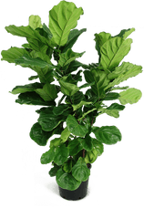 Ficus Lyrata X - Large Bush Fig Plant Png