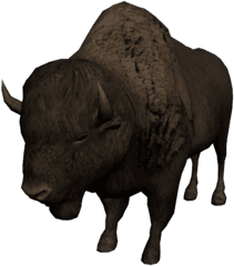 Vector Png Hd 0 Transparent Background Bison