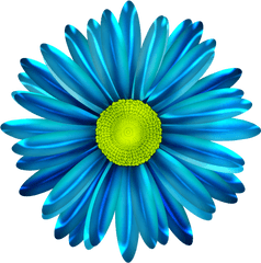 Daisies In Art - Blue Daisy Flower Png