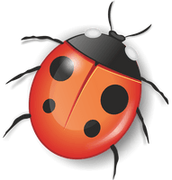 Ladybug Insect Red PNG Download Free