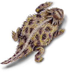 Download Lizard - Texas Horned Lizard Png Image With No Horned Lizard Transparent Background