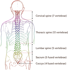 Areas Of The Body Spine Controls U2013 Millennium Chiropractic - Spinal Curves Png