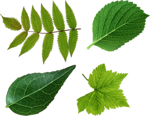 Green Foliage Png V - Leaf Png