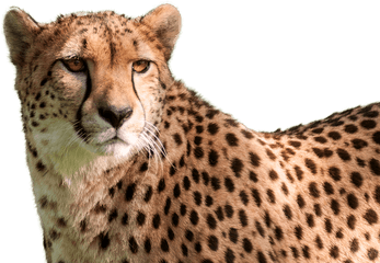 Hd Cheetah Png High - Cheetah Head Transparent Background