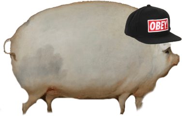 Download Newest Uploads - Domestic Pig Png