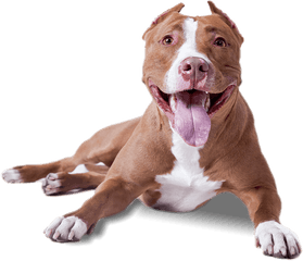 Pitbull Lying Down Transparent Png - Dog Transparent Background Png