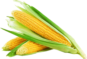 Corn Cob - Free PNG