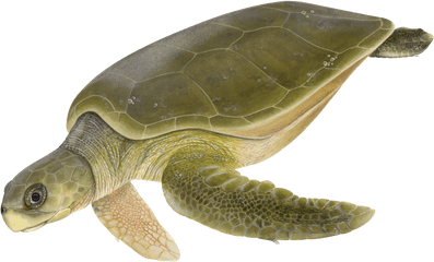 Sea Turtles - Adult Flatback Sea Turtle Png