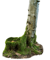 Tree Trunk Free Clipart HD - Free PNG