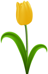 Tulip With Stem Clipart - Transparent Tulip Clipart Png