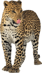 Jaguar Png - Sensory Organs Of Mammals