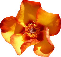 Download Yellow Rose Flower Top View Png Image For Free - Flower