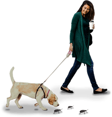 Download Hd Discover - Dog Walking Transparent Png Image Martingale