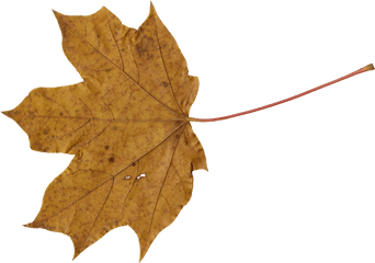 10 Maple Leaves Png Transparent Onlygfxcom - Yellow Maple Leaf Png