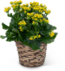 Yellow Kalanchoe Plant Lamesa Florist Png Green And Flower Logo