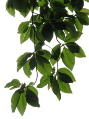 Vines - Transparent Background Vines Transparent Transparent Background Vine Transparent Png